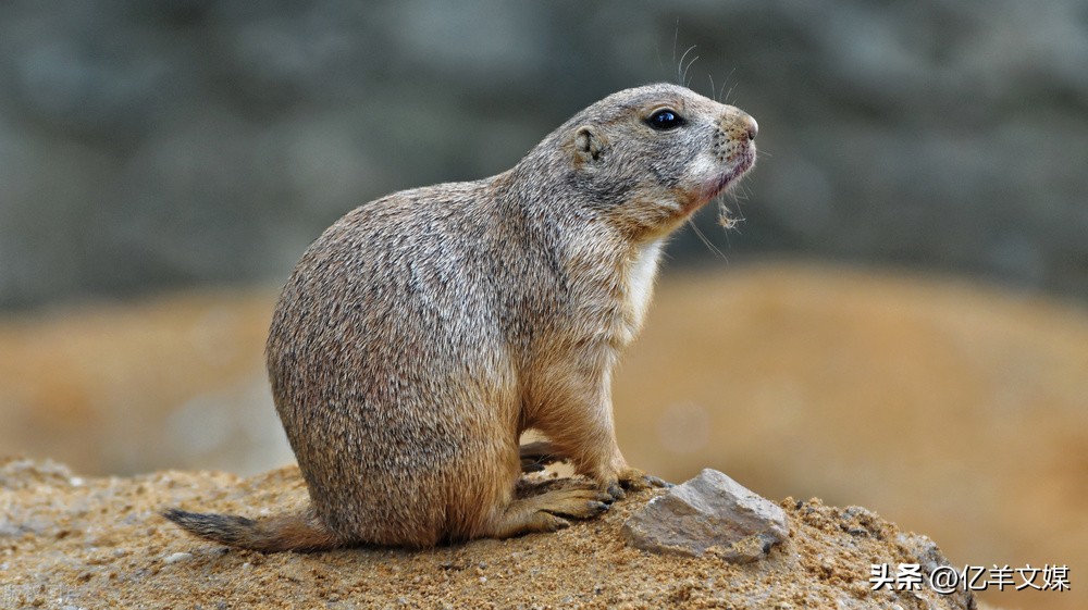 美国报告超4600例猴痘病,专家:欧洲猴痘疫情史无前例