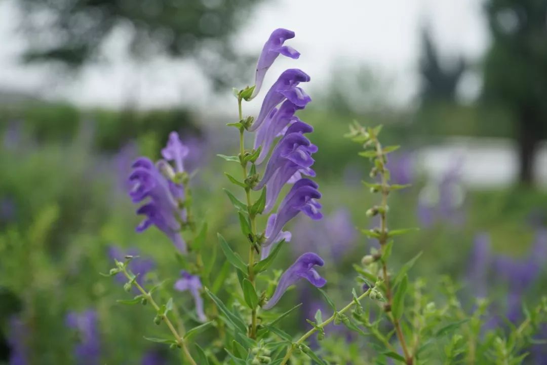 150种常见药用植物大全,150余种常见药用植物花期组图