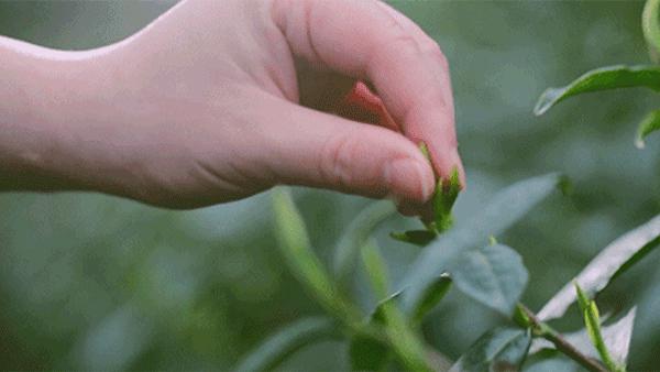 大明山有机绿茶,弱水三千只取一杯茶