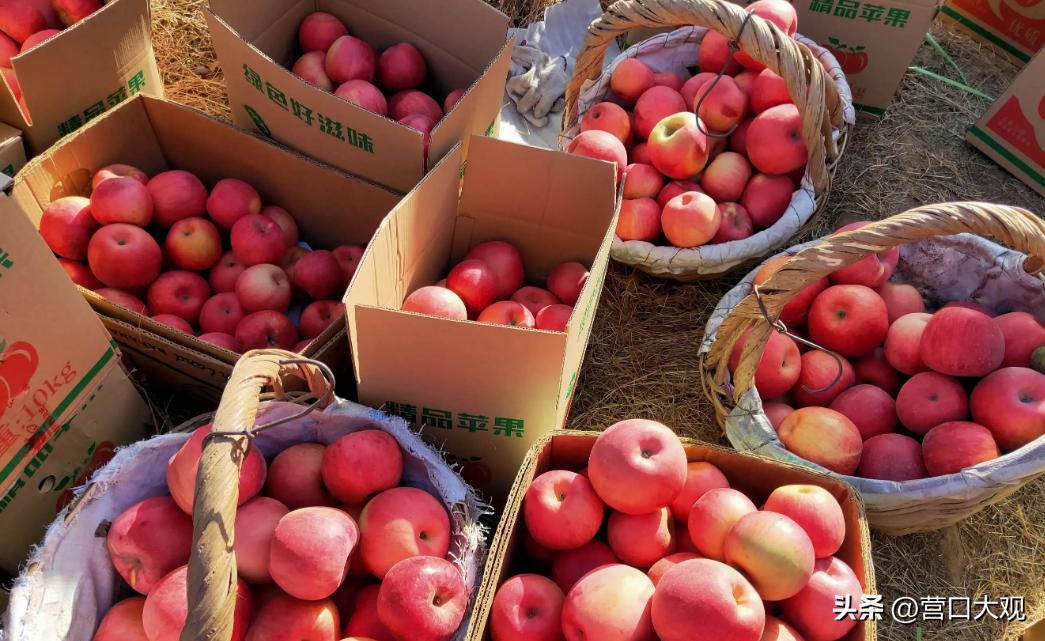 瓜果之乡的苹果,辽宁盖州苹果介绍