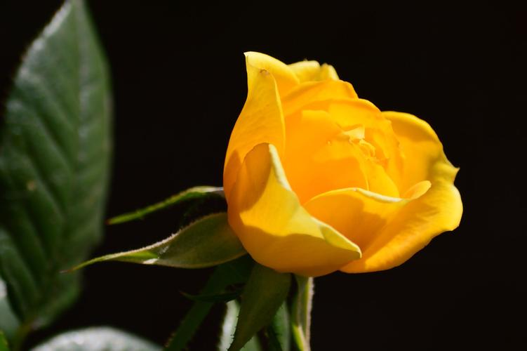 中国十大玫瑰花,十大玫瑰花排行榜