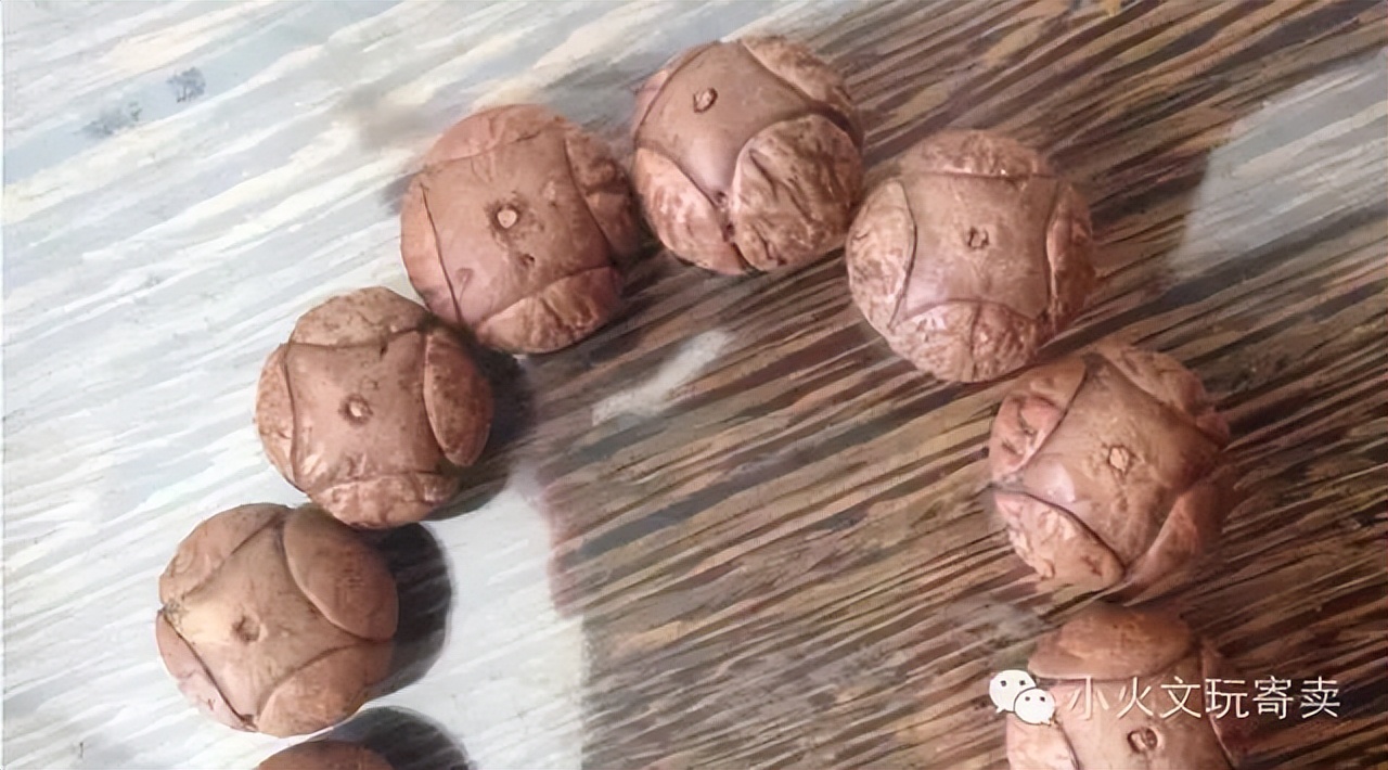 凤眼菩提20天效果,2023年凤眼菩提