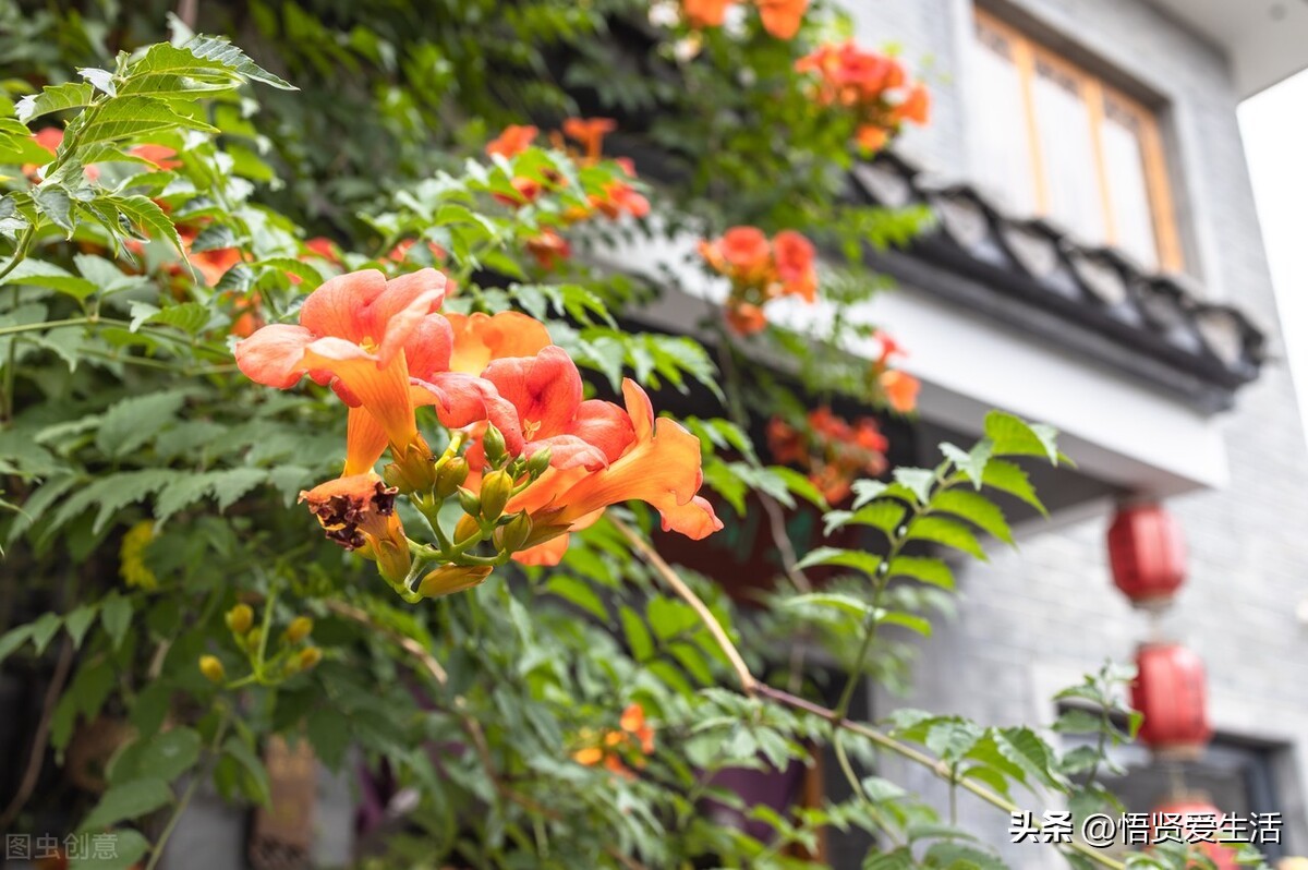 非常适合小院种植的花,适合露台种的花一年四季开花