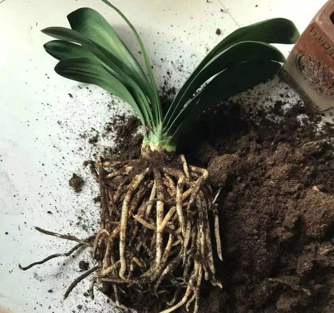 盆土严重板结怎么换土,盆土板结了不换盆怎么办