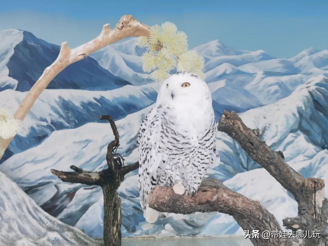 一天玩遍北京野生动物园,包场去鸟巢