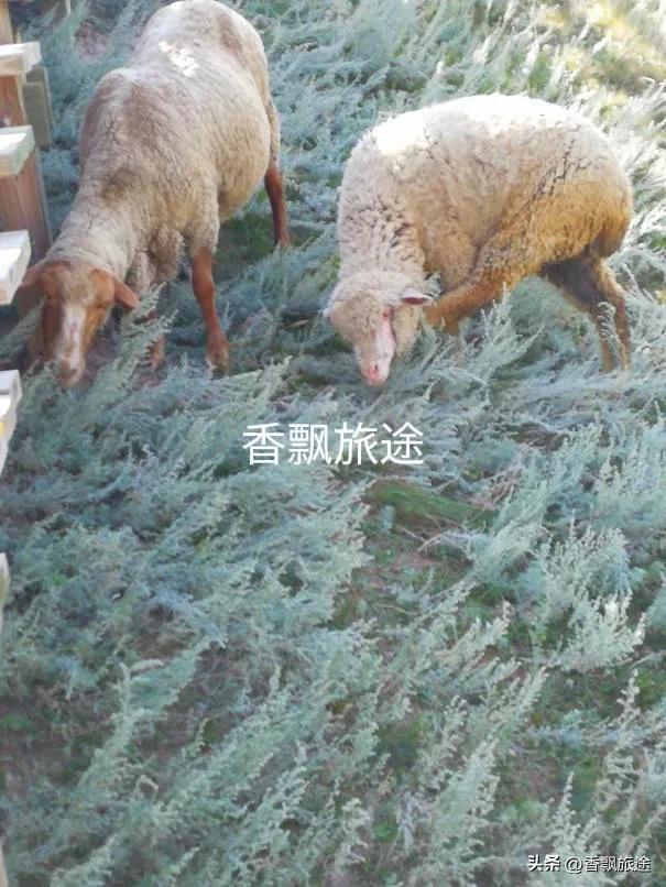 新疆伊犁州江布拉克,新疆奇台江布拉克