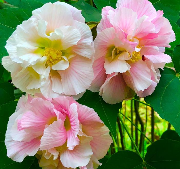 鎴愰兘缇庡悕,鎴愰兘甯傝姳鑺欒搲鑺卞洯