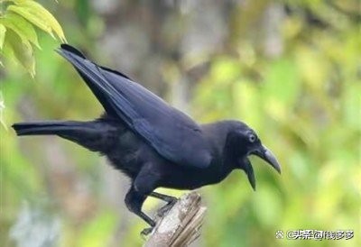 乌鸦叫是不是象征着人死亡,乌鸦叫会死人的由来