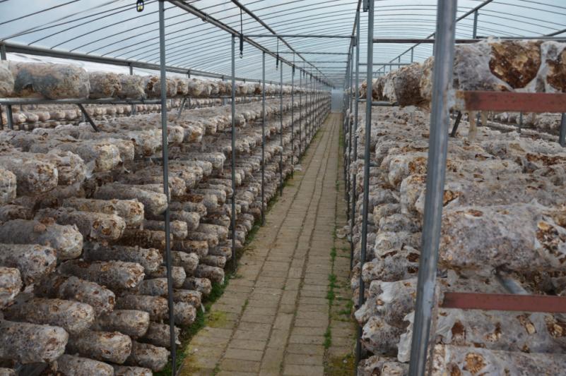 随县香菇农产品创业,随县香菇产业园电话