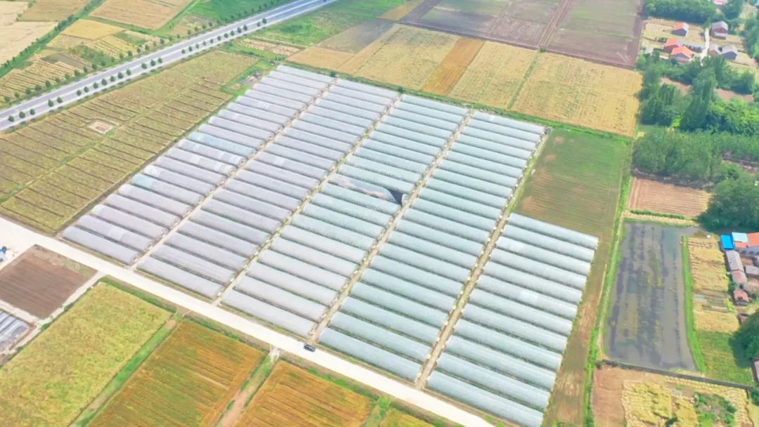 普济镇林口村的“致富椒”