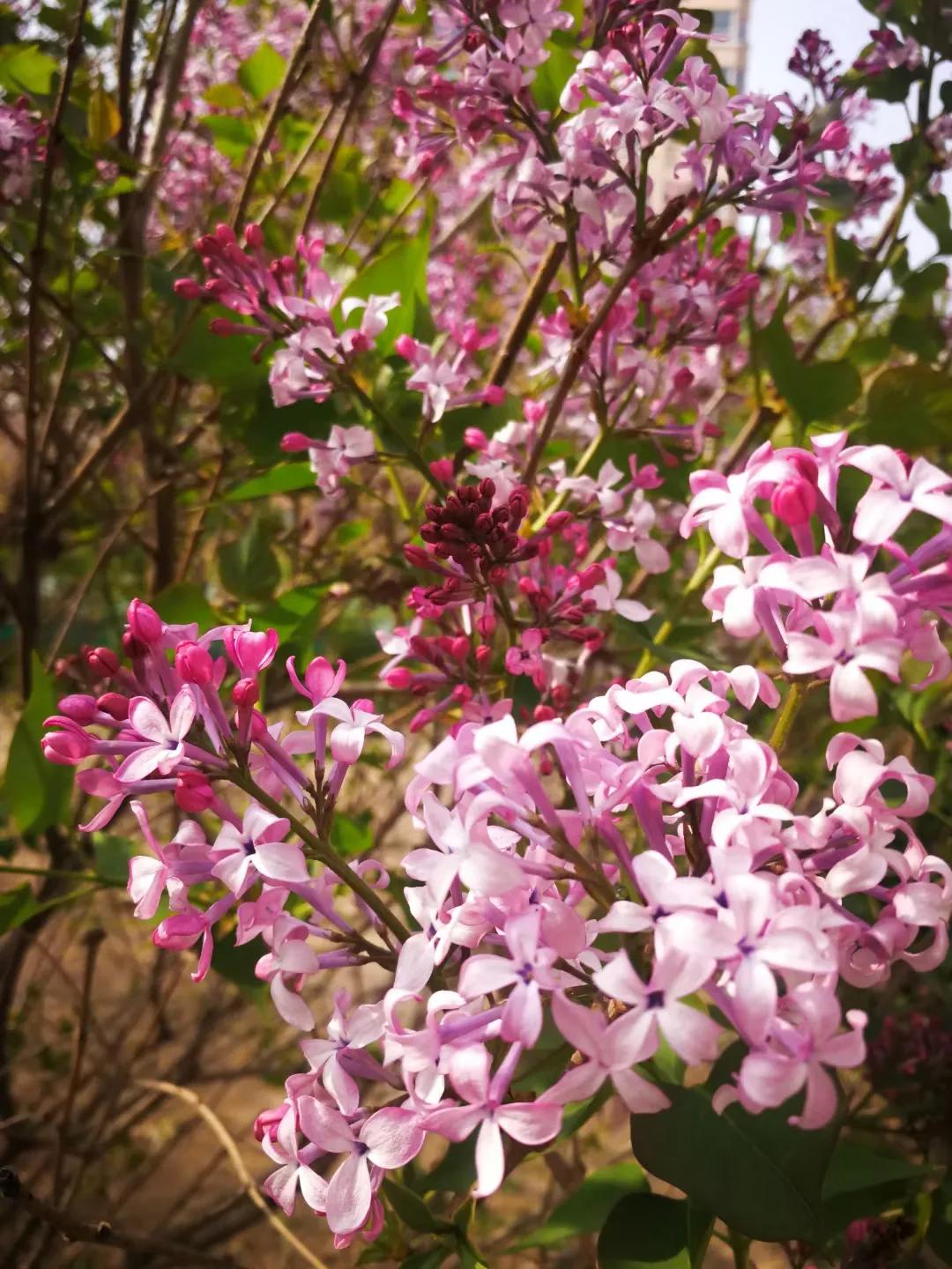 红叶诗五言全文,红叶的诗句古诗大全