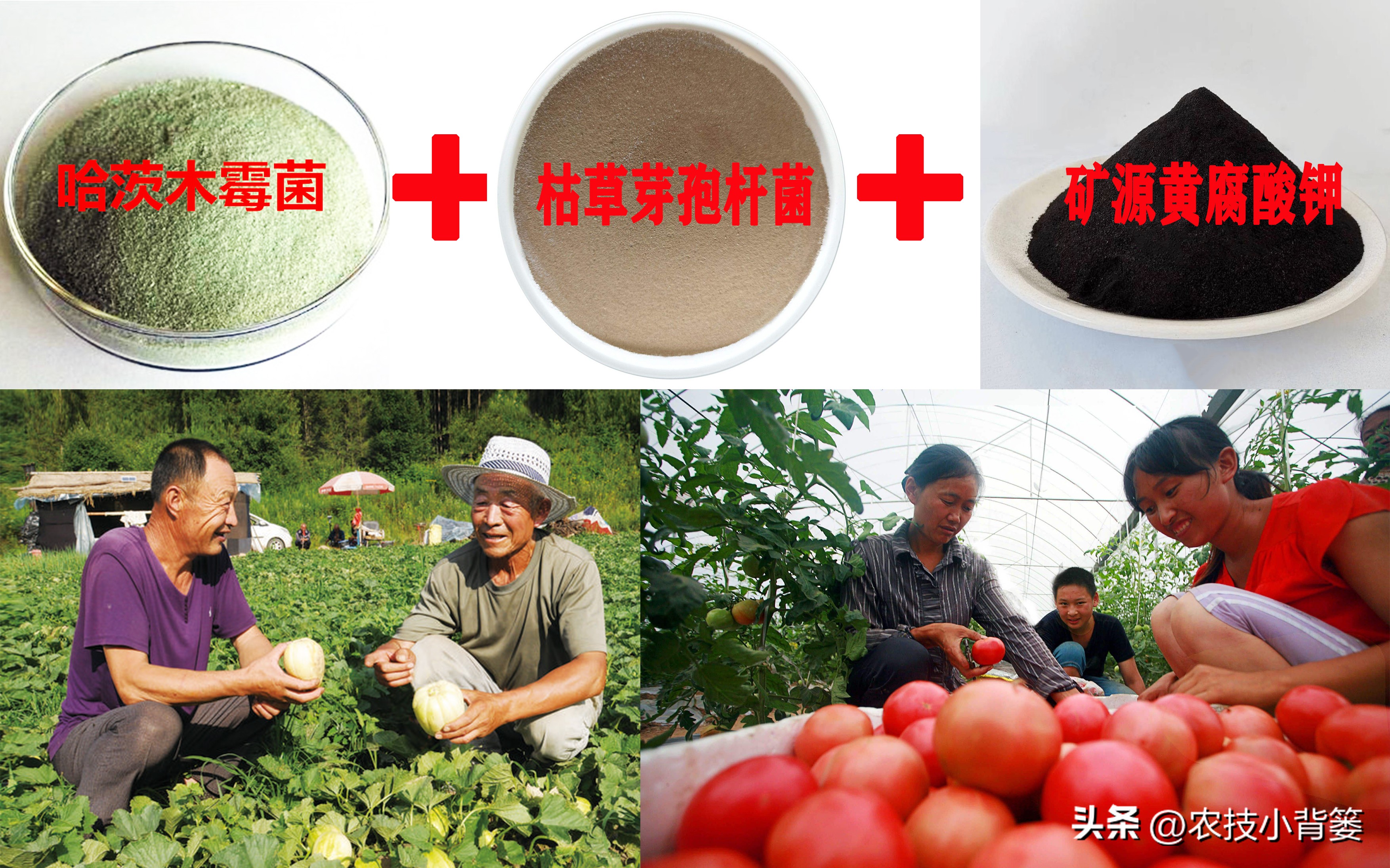 死苗烂根用什么菌肥,大葱重茬烂根防治办法最新