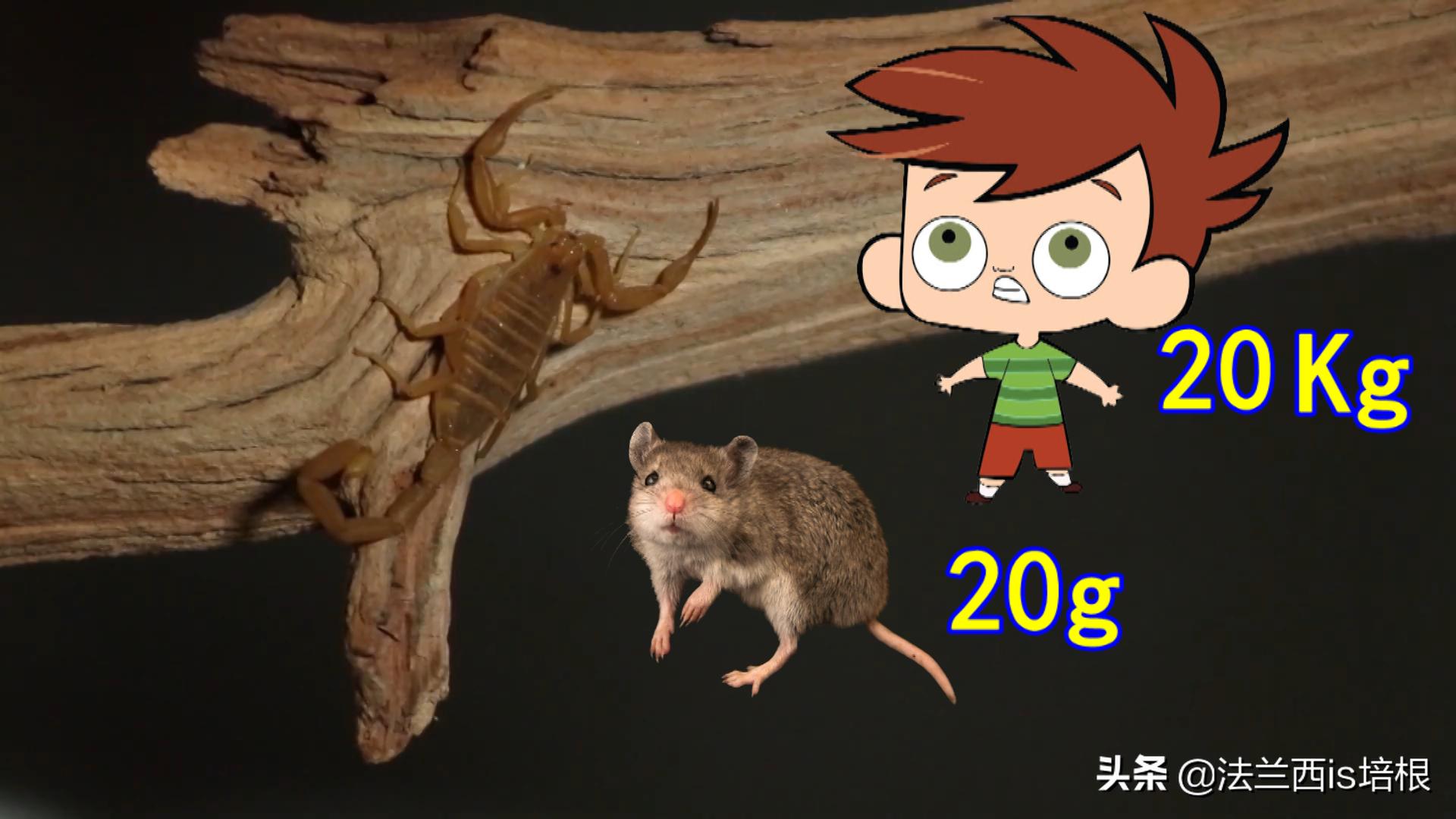 世界最毒的十种蝎,世界上最强的毒蝎排名