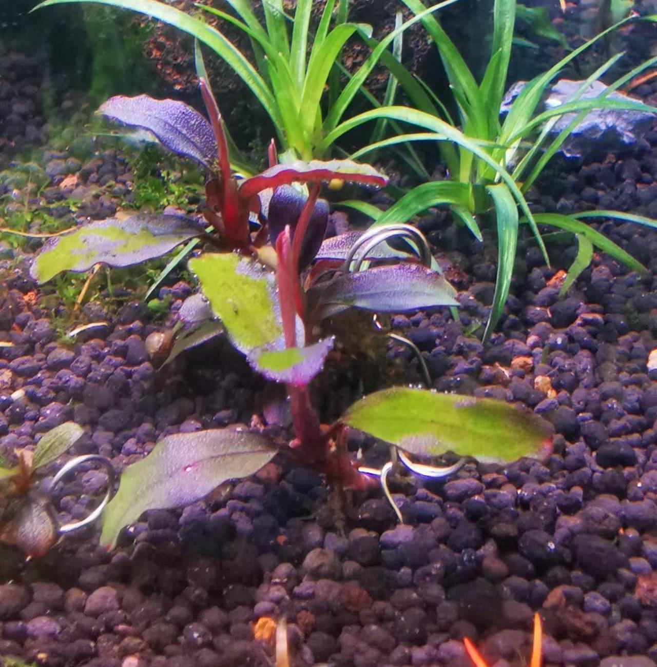 藻类植物可以预防疾病吗,杀菌盐可以预防藻类吗