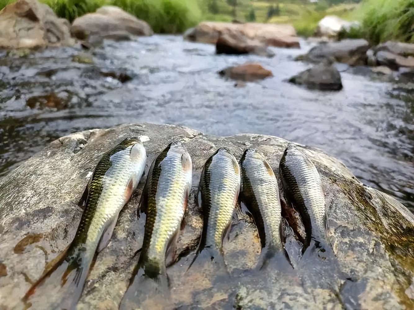 渐渐消失的五种鱼,消失的十二种河鲜