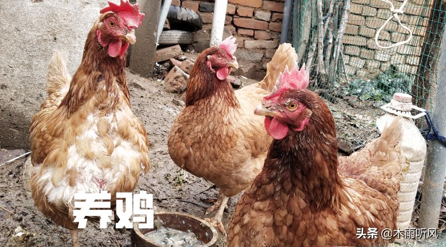 玉米喂鸡的窍门今年,发霉的玉米可以喂鸡吗