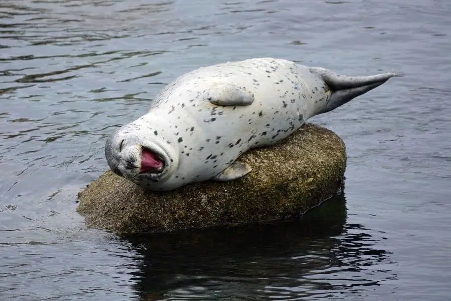 心理学情绪细分,心理学是一门怎么样的科学500字