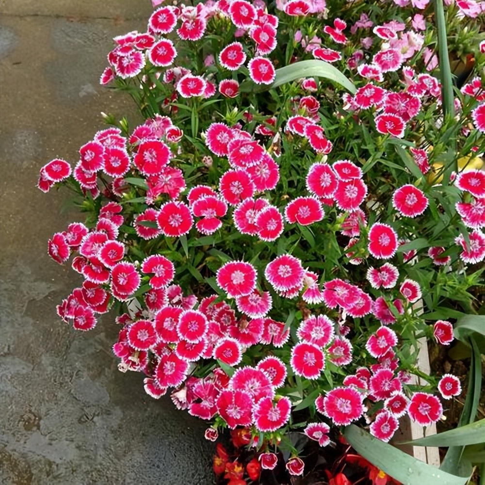 3种花最适合夏天养,4种花最适合冬天养开花漂亮