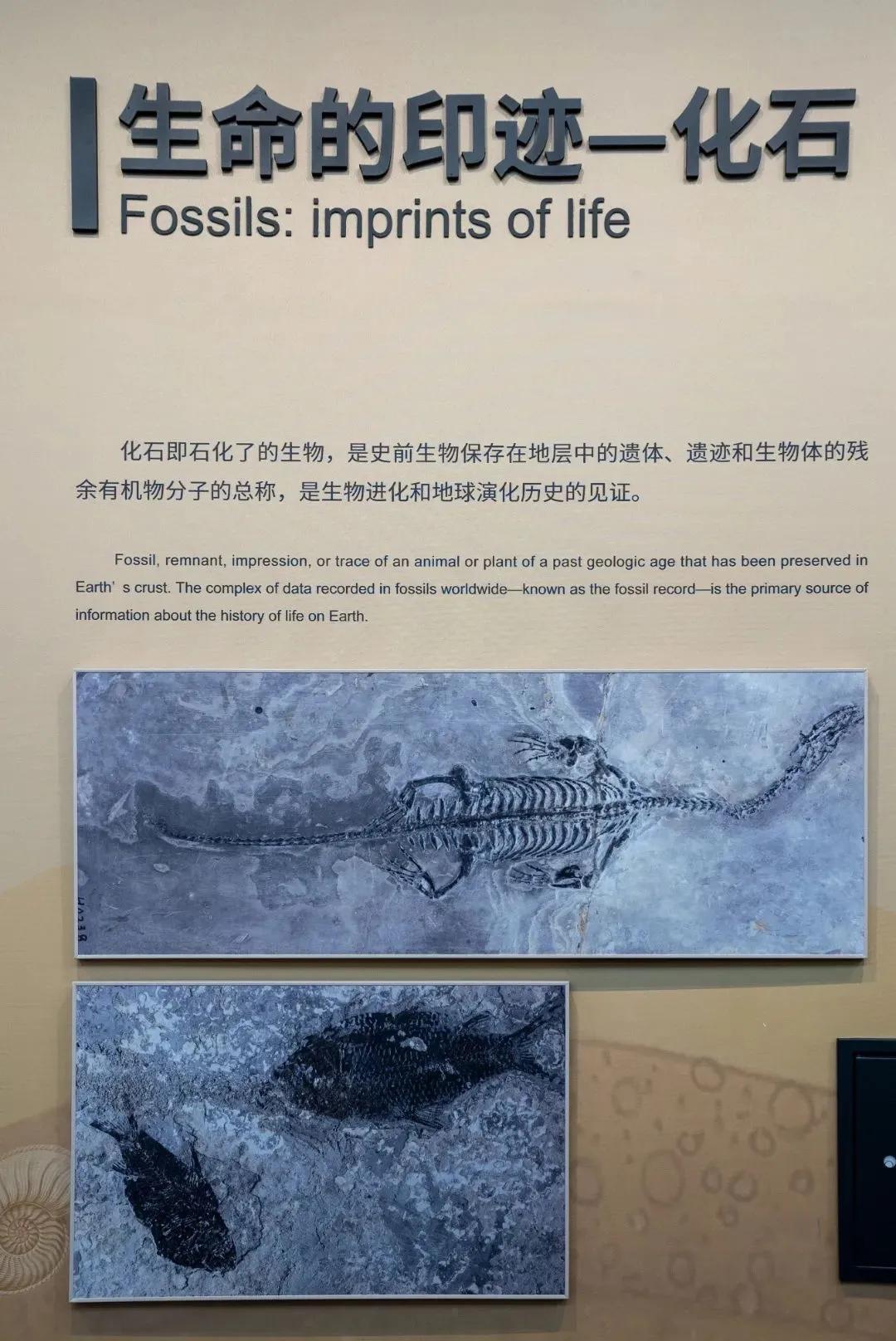 相约博物馆的感受,古生物博物馆南京