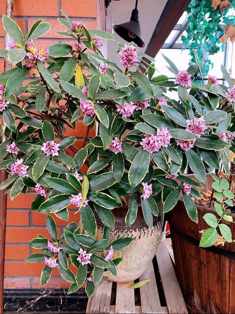 瑞香开始掉花怎么办,瑞香怎样避免落叶