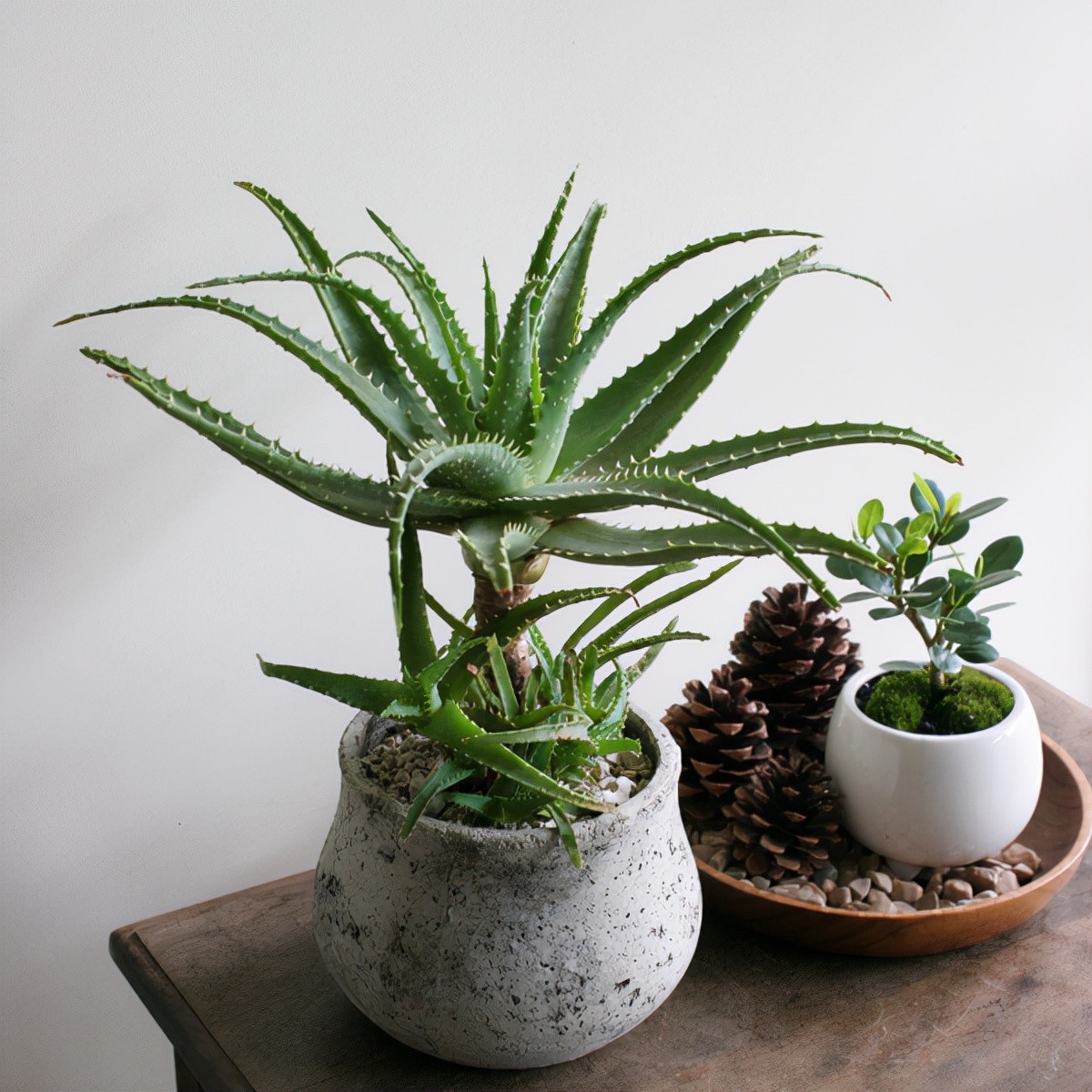 喜欢养花的人都会养什么花,喜欢养花的能不能养猫