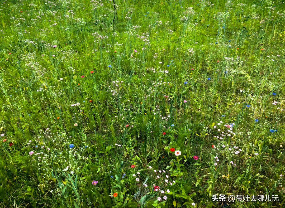 密云人间花海水上乐园水有多深,密云戏水乐园水上花海