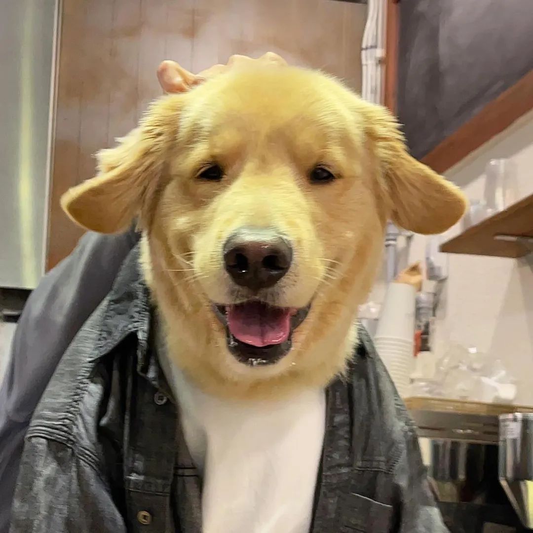 网友去喝咖啡，一进门吓一跳，店员竟然是只大金毛！