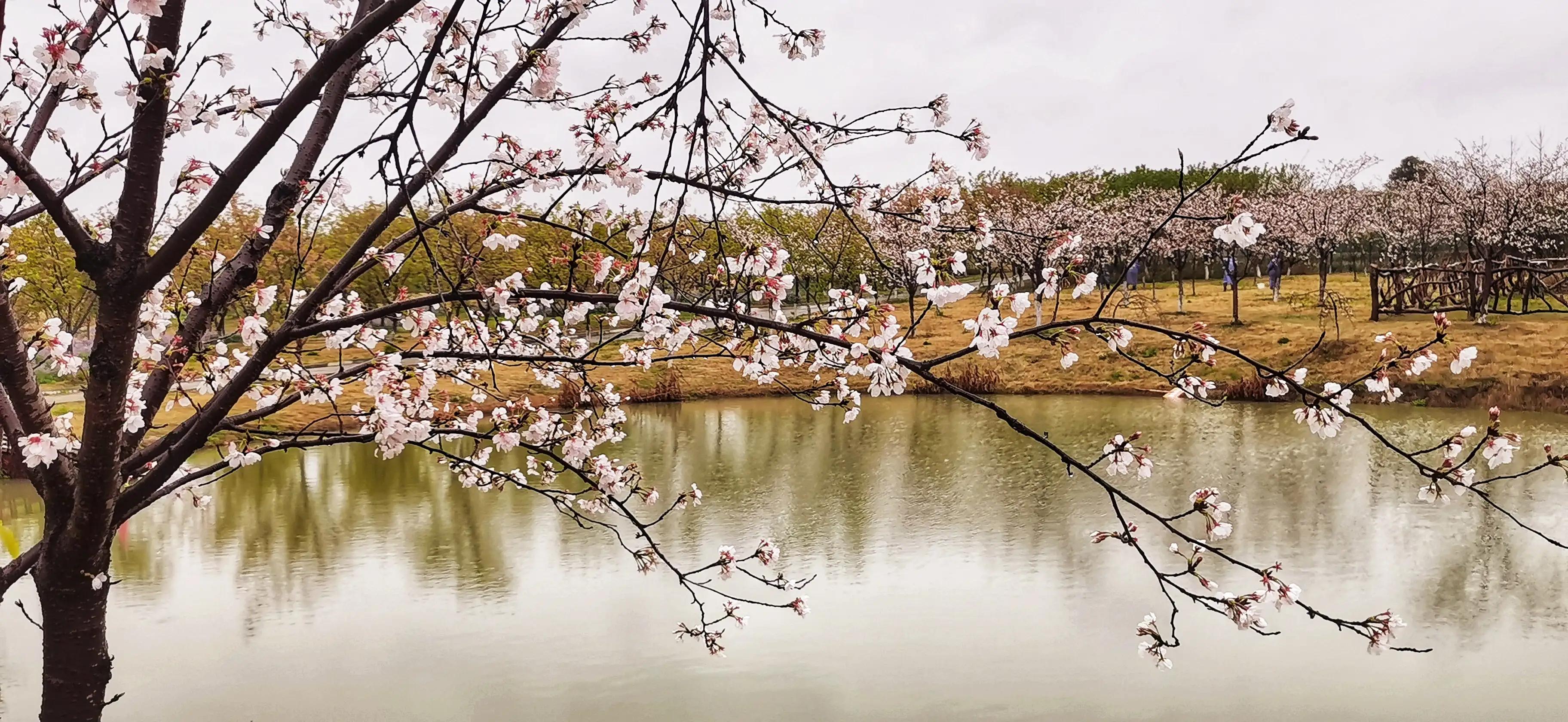 湖北宜昌花海赏花,枝江同心花海四月有什么花