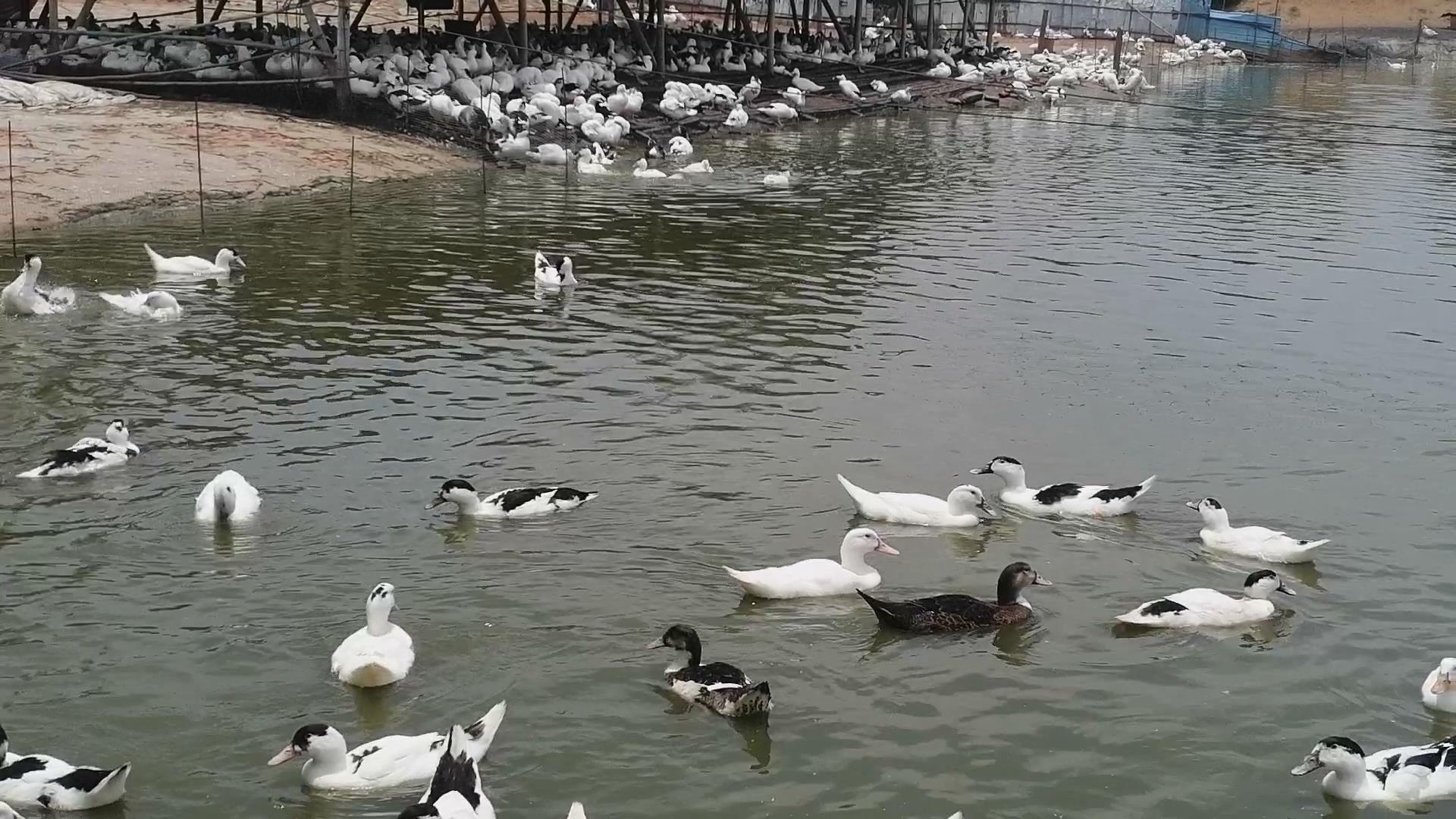 新手养鸡好还是养鸭好,新手养鸭