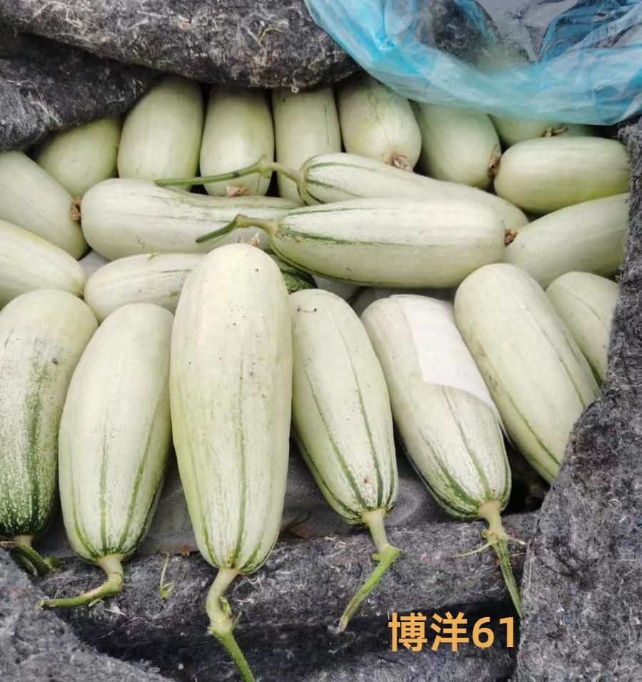 甜瓜新品种5762的种子价格,全国甜瓜价格最新行情