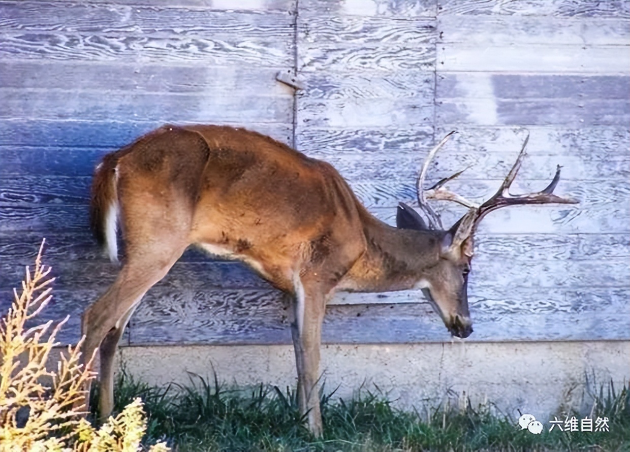 英国出现“僵尸”鸽子,英国出现僵尸鸽子人类会感染吗