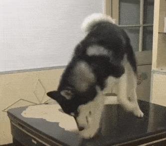 哈士奇西伯利亚雪橇犬,纯种西伯利亚雪橇犬哈士奇