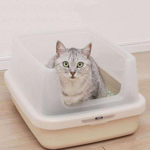 常见猫咪生病前的六种症状,猫咪新手必看的10个生病迹象