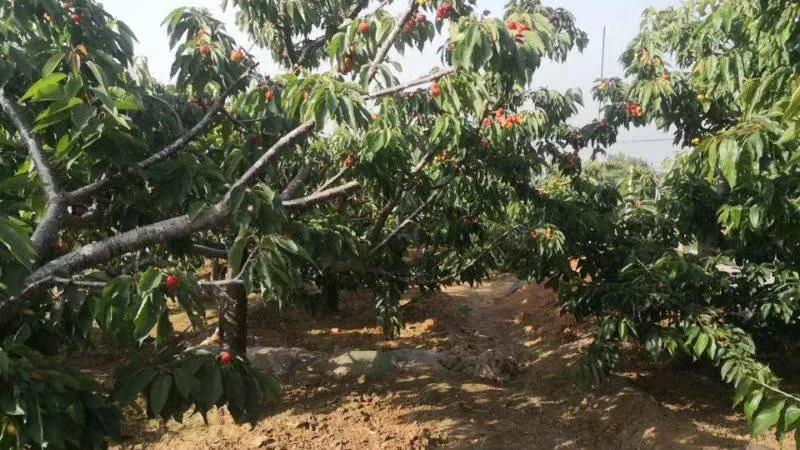 国内大樱桃现在都是哪里产的,中国三十多年前的樱桃