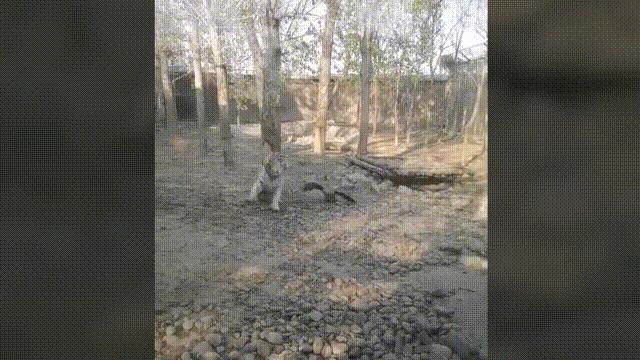 为何很多动物都怕猫,为什么有好多动物怕鹅的粪便