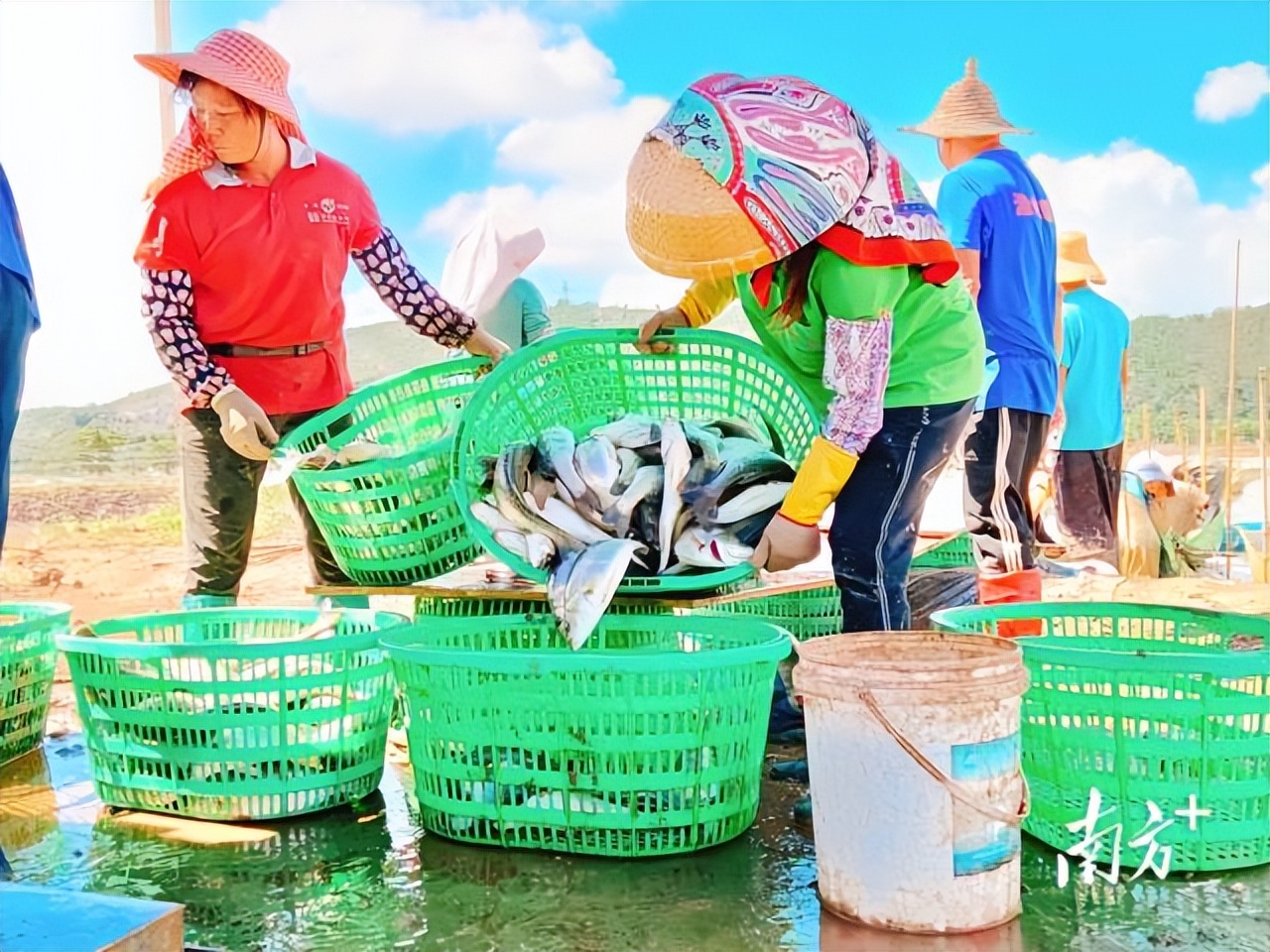 拼经济！珠海斗门这样拼：卖好一条鱼，带火一座城