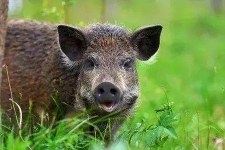 陕西省杀猪令,杀猪被罚款10万元官方报道