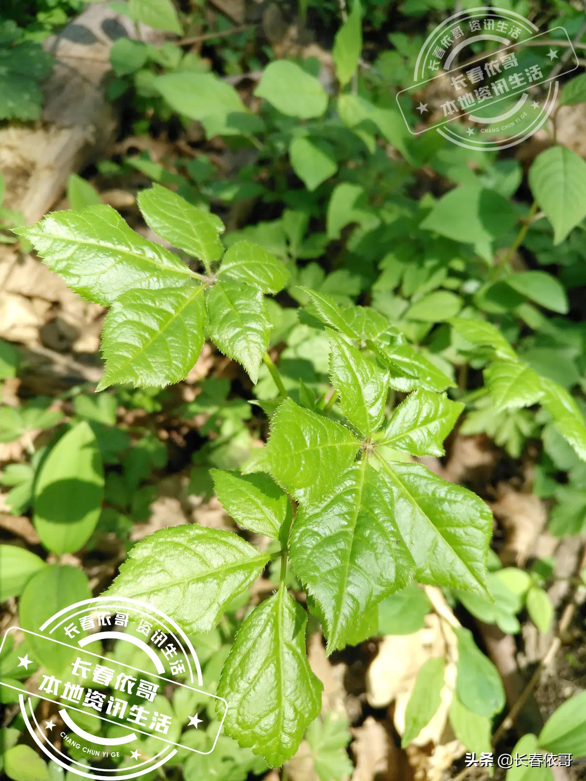 东北第一山珍刺老芽堪比海参,刺老芽刺五加山货