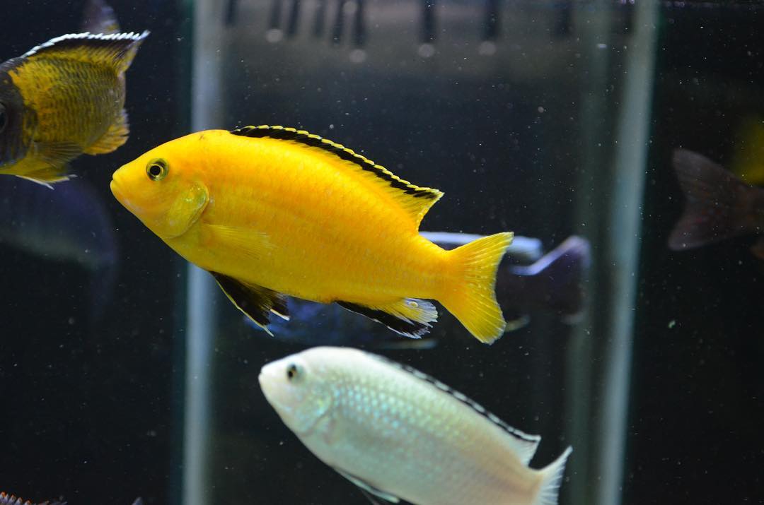 养鱼先养水的秘诀顺口溜,井水养鱼要不要先养水