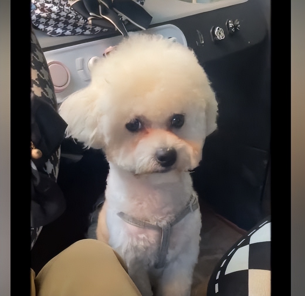 女子给狗狗用菠菜染色,女子自制菠菜汁给狗狗染发