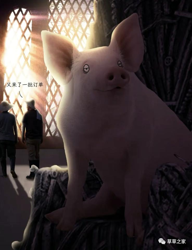 自强不息的一生，*猪种**的一生，生下来就被注定，看后你会感同身受