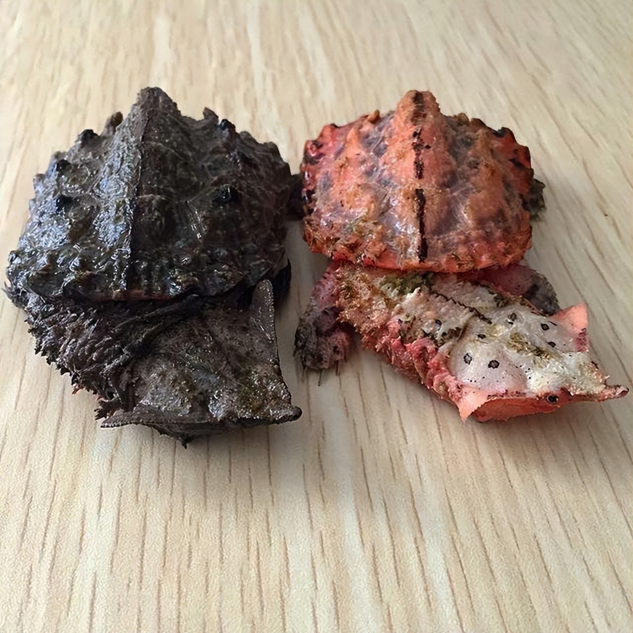 最常见的乌龟是哪种龟,常见乌龟的种类有哪些