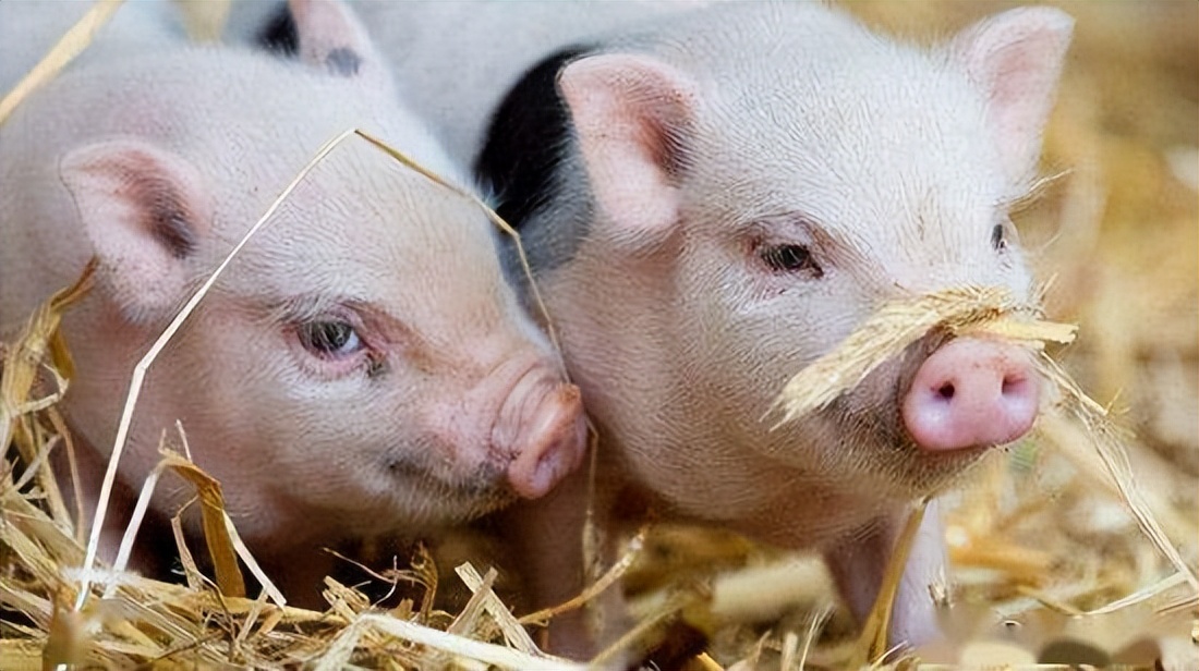 猪不吃食有精神躺着怎么办,猪没精神不吃料什么情况用什么药