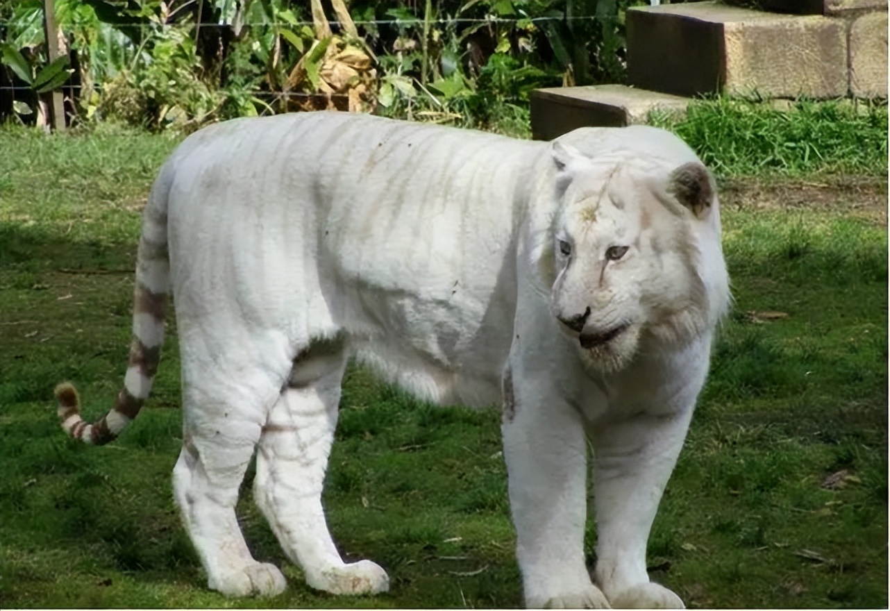 神话是真的！山东诞生珍稀“雪虎”，全身纯白，概率十万分之一