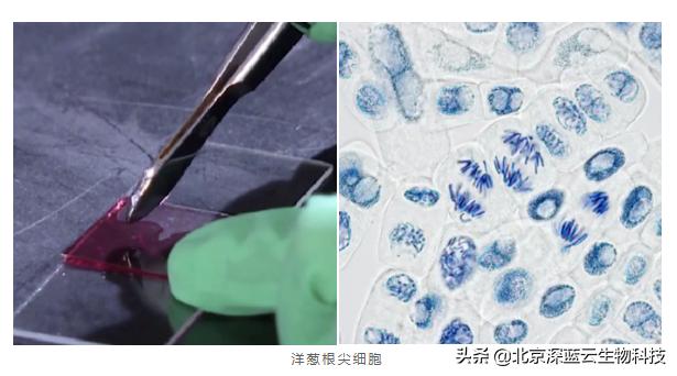 生物显微镜玻片的制作,显微镜玻片制作方法