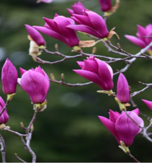 园林风景植物之玉兰