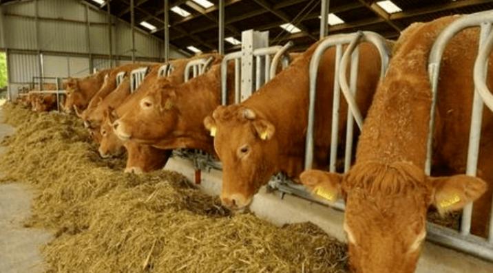 奶牛酸中毒怎么治疗最有效,奶牛瘤胃怎么改善