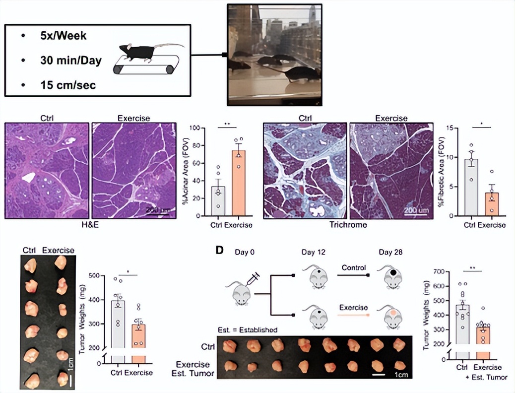 《细胞》子刊：运动能够抑制胰腺癌生长！最好的抗癌运动是什么？