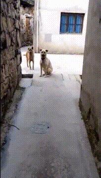 今天在老婆包里发现的,她说是治牙疼的,我觉得不像啊。