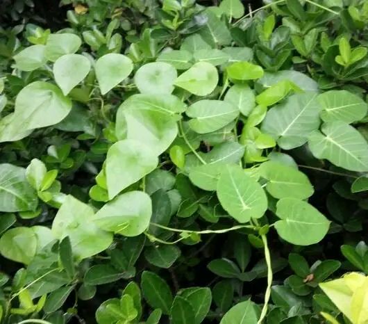 千金藤真假鉴别,千金藤是中药材吗